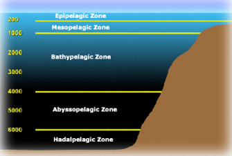 mesopelagic zone
