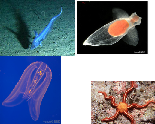 factors that allow organisms to survive in the abyssal plains in the ocean